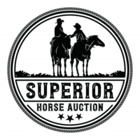 Superior Horse Auction | Premium Horse Sales