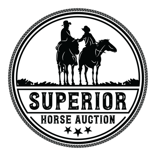Superior Horse Auction | Premium Horse Sales